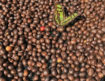 Córdoba, Veracruz - Natural Anaeróbico